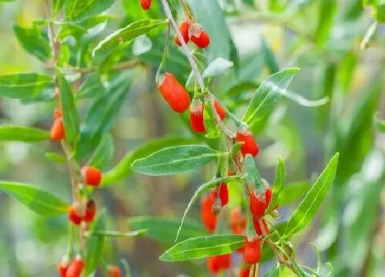 植物繁殖|枸杞怎么繁殖方法和注意事项