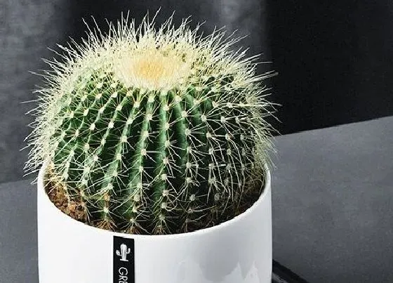 冬天植物|仙人掌耐寒多少度