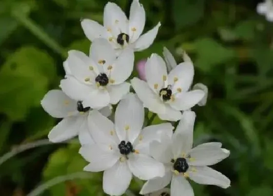 植物百科|葫芦兰会开花吗 在什么时候开花