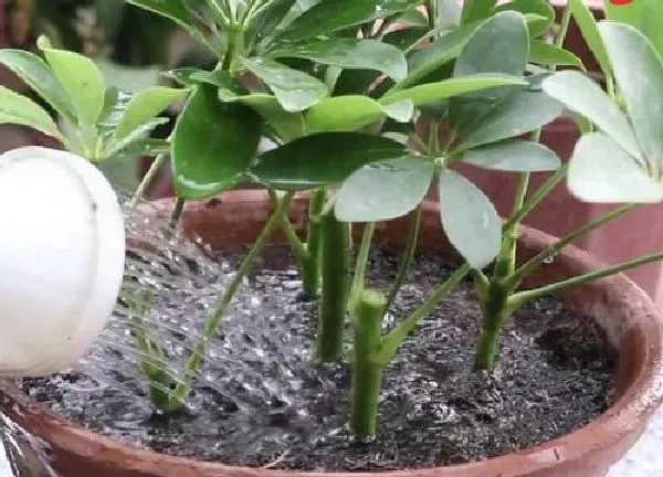 植物浇水|鸭掌木能浇硫酸亚铁吗