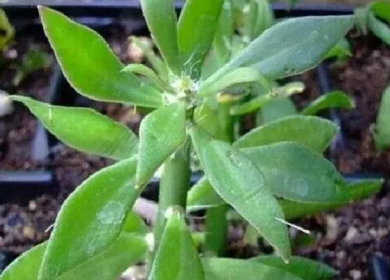 种植管理|青叶麒麟生长速度快不快 一年长多少