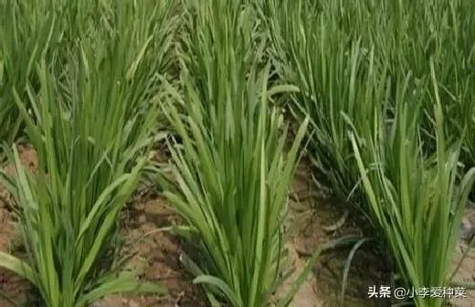 植物施肥|韭菜用什么肥料长得又肥又壮，用什么肥料叶子又粗又黑）