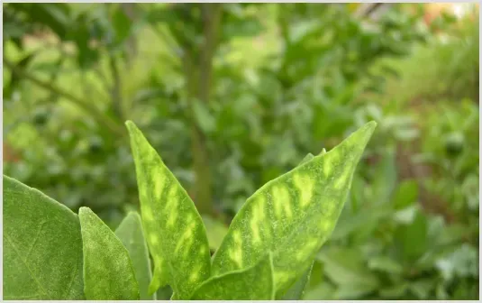 大棚蔬菜小体昆虫如何科学防治？ | 种植病虫害