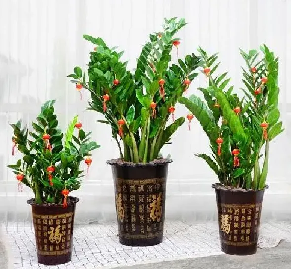 植物移栽|金钱树怎么分盆容易成活 掌握正确的分盆时间和