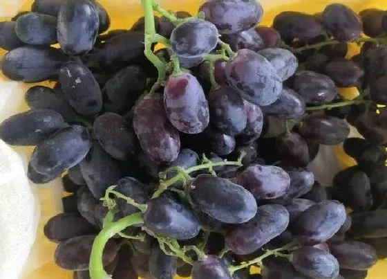 食用常识|葡萄什么季节吃最好