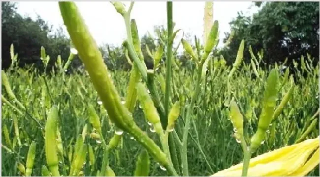 黄花菜种植时间几月份？黄花菜种植技术6要点 | 养殖技术