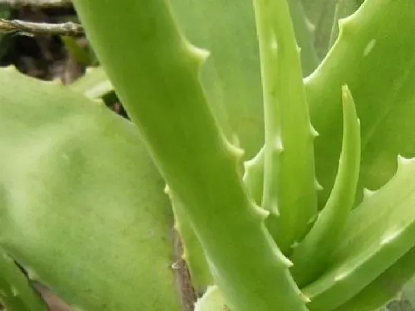 植物浇水|芦荟浇什么水好 长得更旺盛