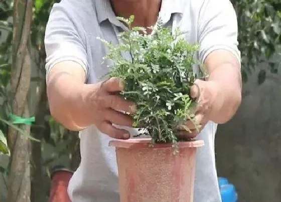 植物修剪|清香木怎么修剪方法