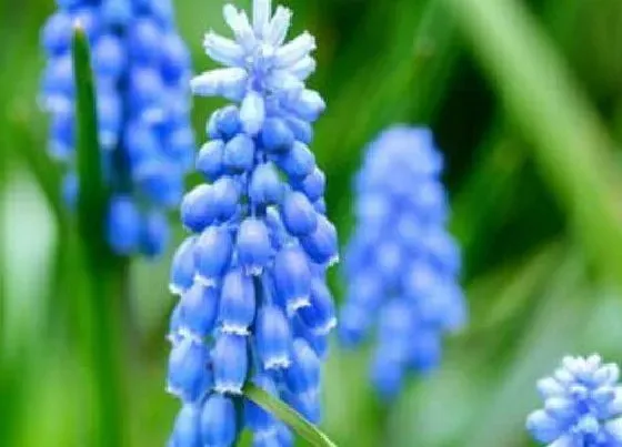 花语|蓝色风信子花语及代表意义