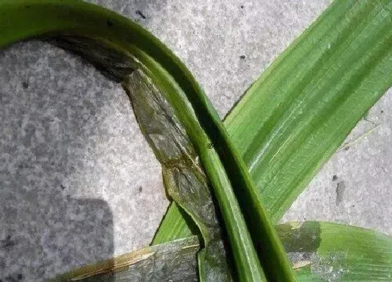 植物病害|君子兰软腐病用什么药