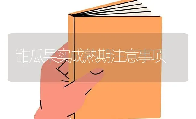 甜瓜果实成熟期注意事项 | 瓜果种植