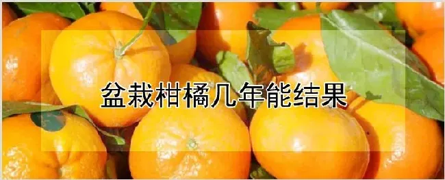 盆栽柑橘几年能结果 | 农业科普