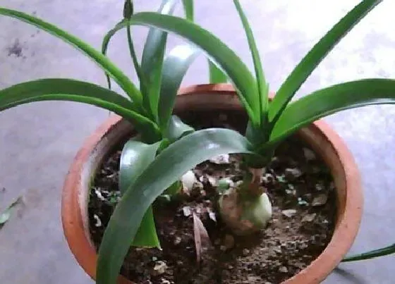 植物百科|葫芦兰会开花吗 在什么时候开花