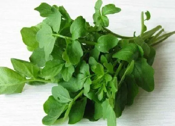 植物百科|西洋菜又叫什么菜