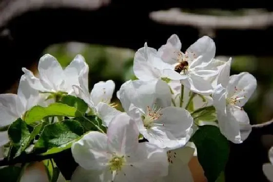 开花时间|苹果花什么季节开花 开花月份