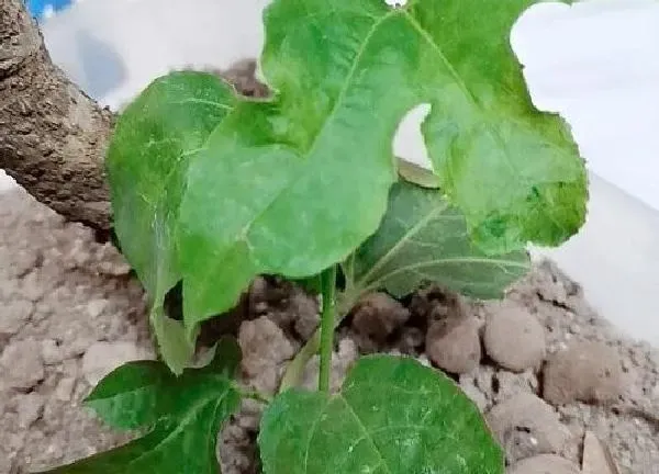 植物浇水|百香果要几天浇一次水 春夏秋冬各不同