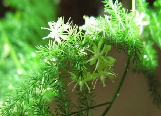 植物寓意|家里文竹开花好不好 家里种文竹开花的预兆