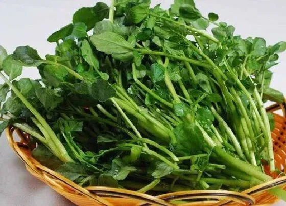植物百科|西洋菜又叫什么菜
