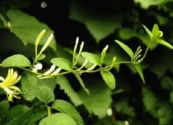 植物百科|金银花属于什么植物类型