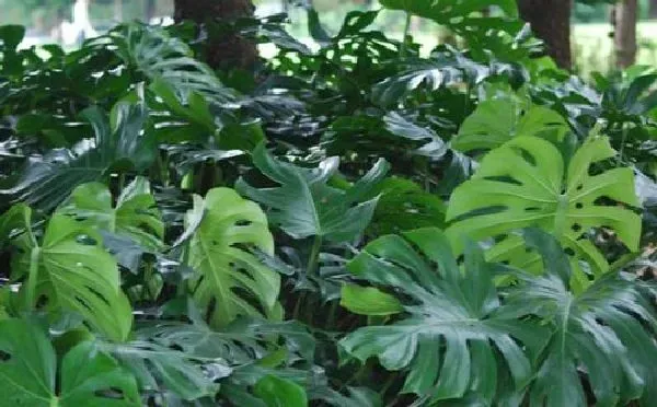 植物浇水|龟背竹浇水要浇透吗 浇水浇多少合适