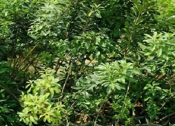 植物百科|杨梅树盆栽能结果吗
