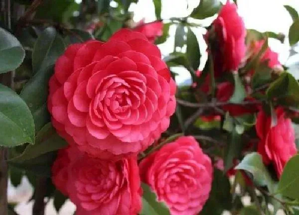 养殖科普|山茶花在北方能养活吗（买回来的山茶花怎么养不活）