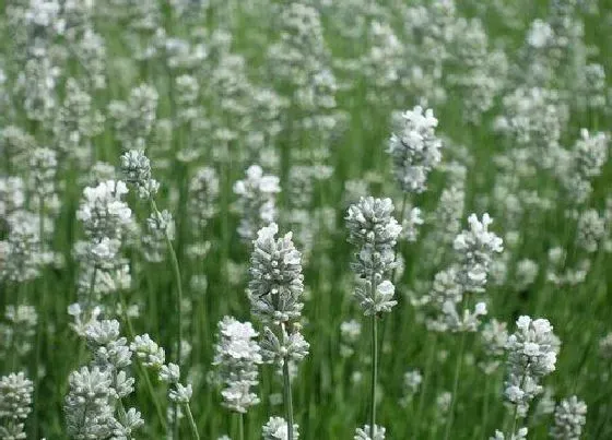 花语|有什么花的花语是宽容 花语代表宽容的花
