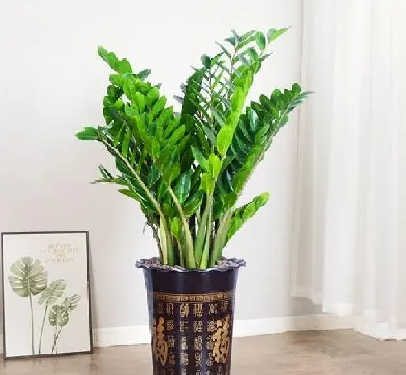 植物移栽|金钱树怎么分盆容易成活 掌握正确的分盆时间和