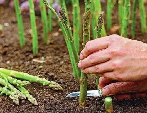 种植方法|芦笋的种植方法和时间