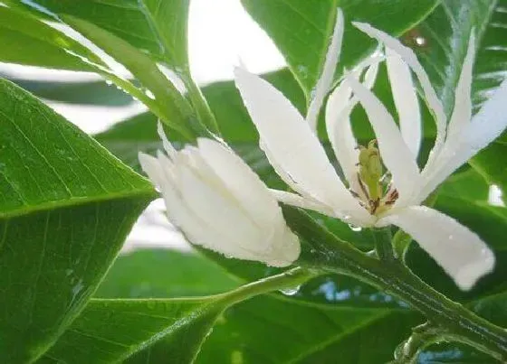 开花时间|白玉兰多久开花一次