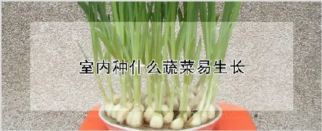 室内种什么蔬菜易生长 | 耕种资料