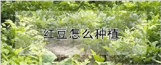 红豆怎么种植 | 农业科普