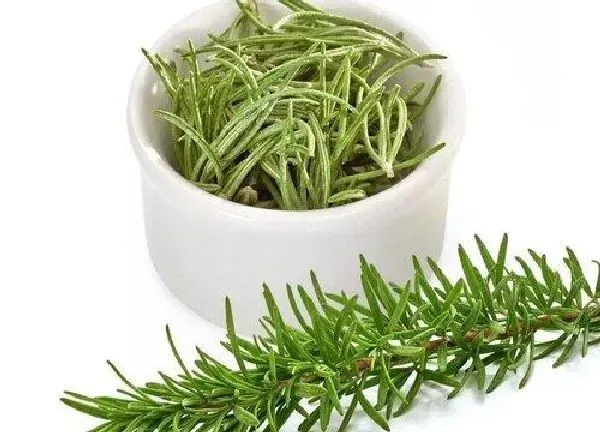 养殖科普|迷迭香喜阴还是喜阳光的植物