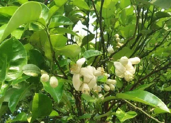 植物毒性|香泡树花香有毒吗 对人体有害吗