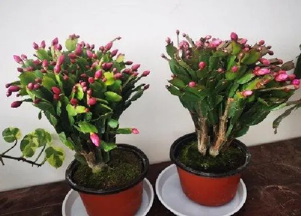 植物浇水|蟹爪兰可以浇啤酒水吗