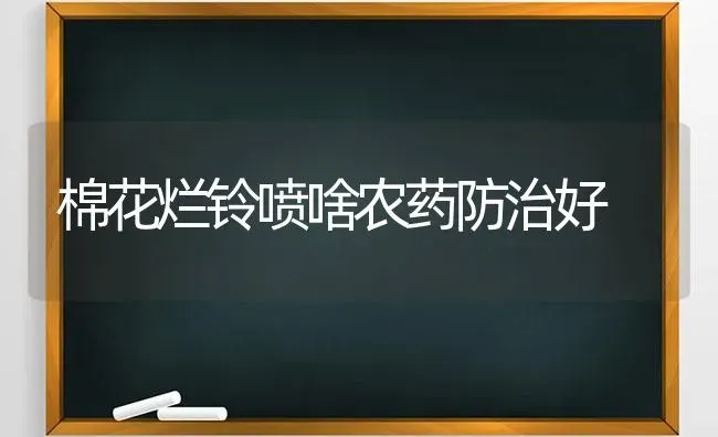 棉花烂铃喷啥农药防治好 | 种植病虫害防治