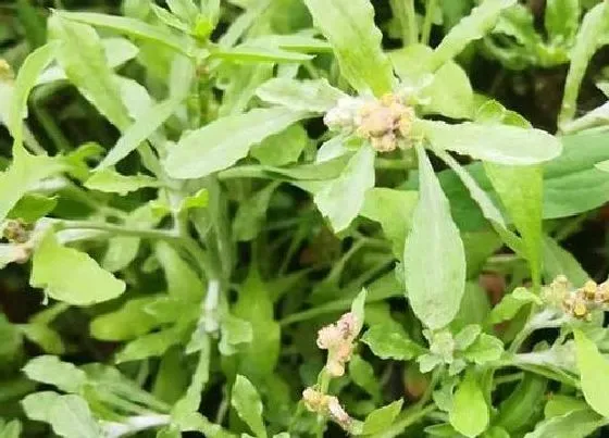 花语|什么花的花语是我想你了