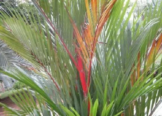 植物排行|棕榈科植物有哪些