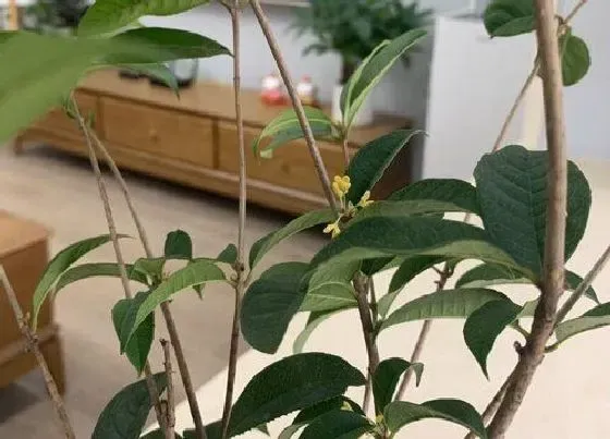 开花时间|天香桂花树是四季开花吗