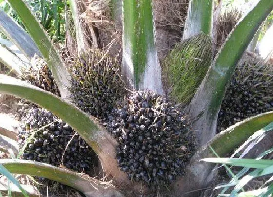 植物排行|热带植物有哪些