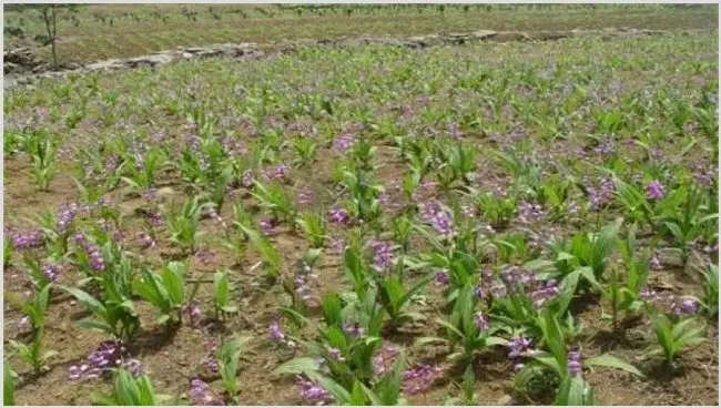 白芨的种植风险及收益 | 养殖技术