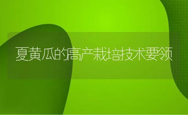 夏黄瓜的高产栽培技术要领 | 蔬菜种植