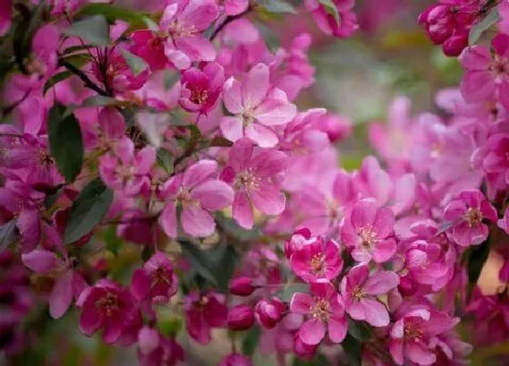 开花时间|垂丝海棠什么时候开花 花期在几月份