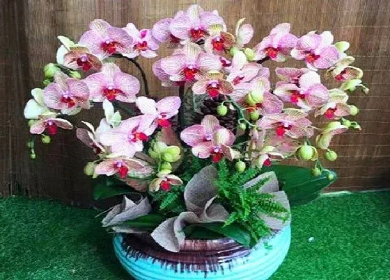 摆放常识|春节期间家里放什么花比较好（过年家里摆放什么花寓意好）