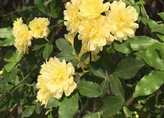 种植管理|木香生长速度快不快 一年长多少
