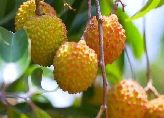 种植位置|河南适合种荔枝树吗 会结果吗