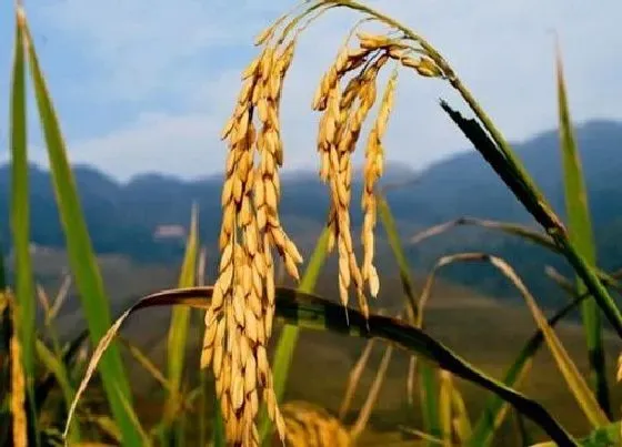 种植管理|种水稻在什么节气播种种植