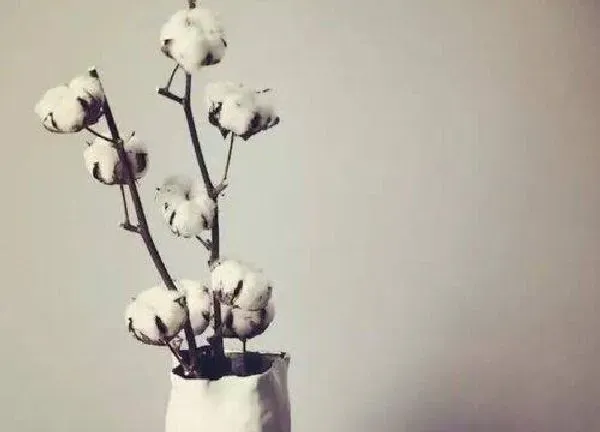 养殖科普|棉花可以盆栽吗