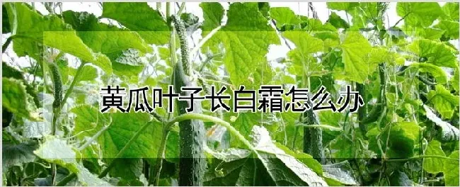 黄瓜叶子长白霜怎么办 | 种植技术