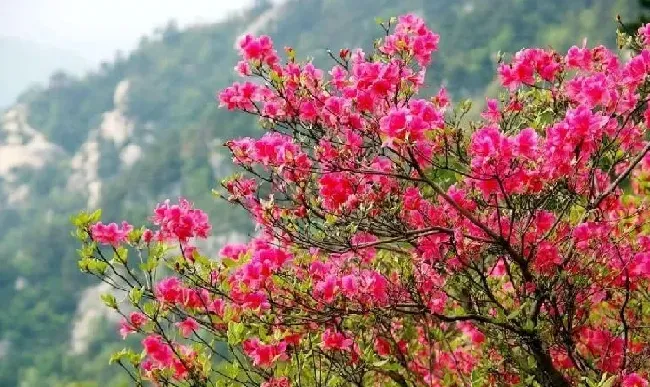 植物百科|杜鹃花分布在我国什么地方（中国杜鹃花有名的省份地区 ）